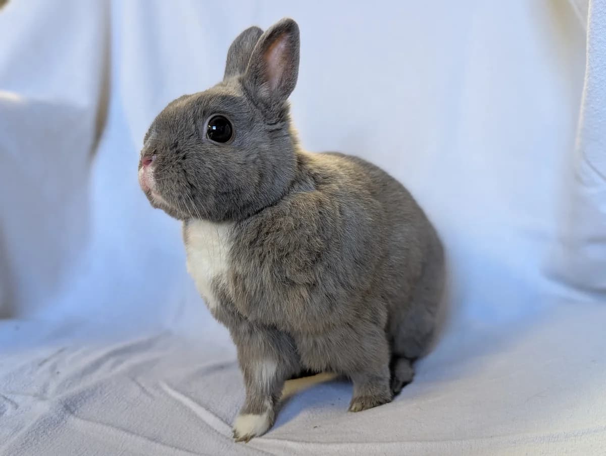 Milo, male 3yo Mixed Breed for adoption at Freshfields Animal Rescue, Liverpool
