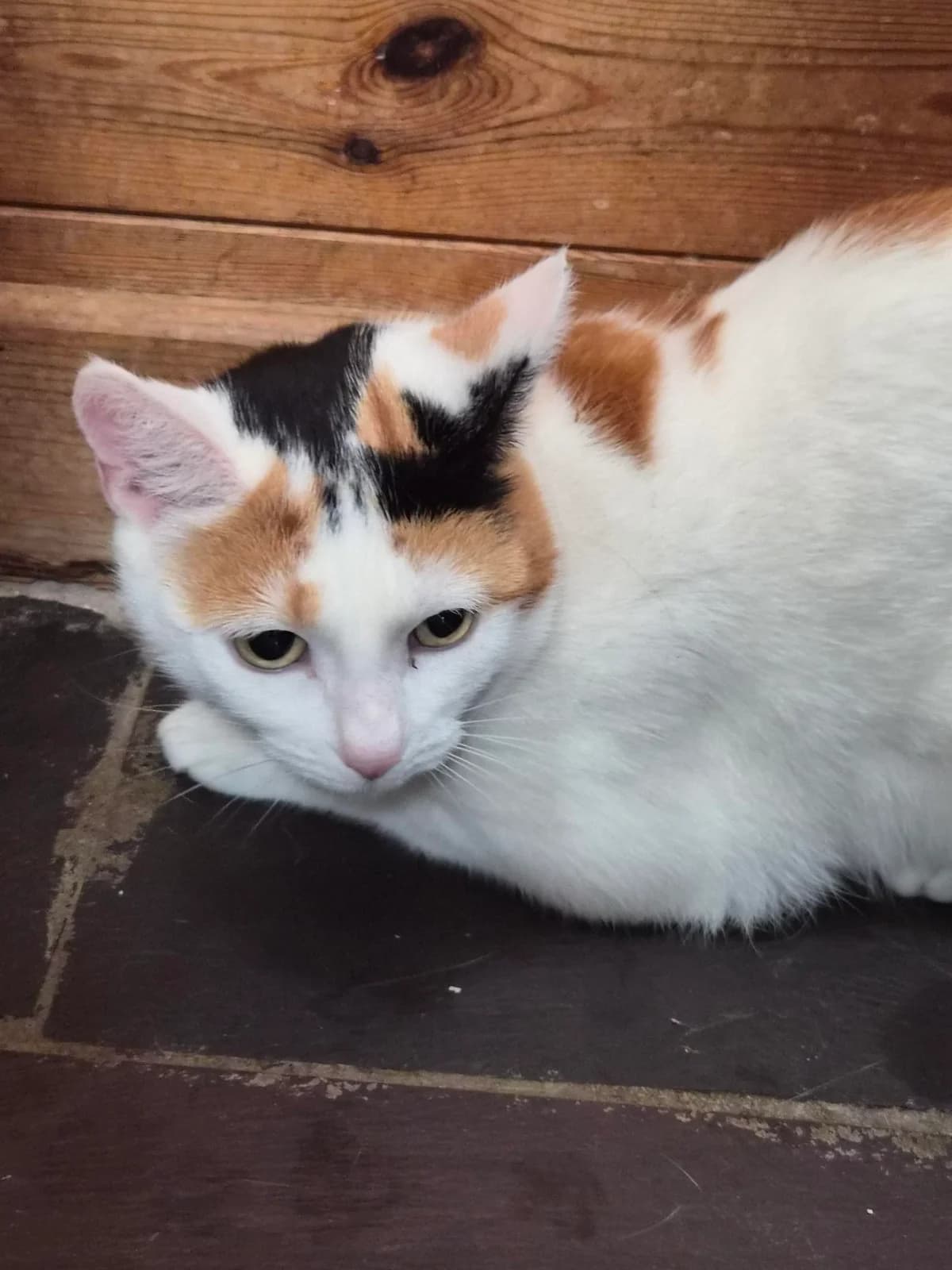 Minnie, female 5yo Mixed Breed for adoption at Freshfields Animal Rescue, Liverpool