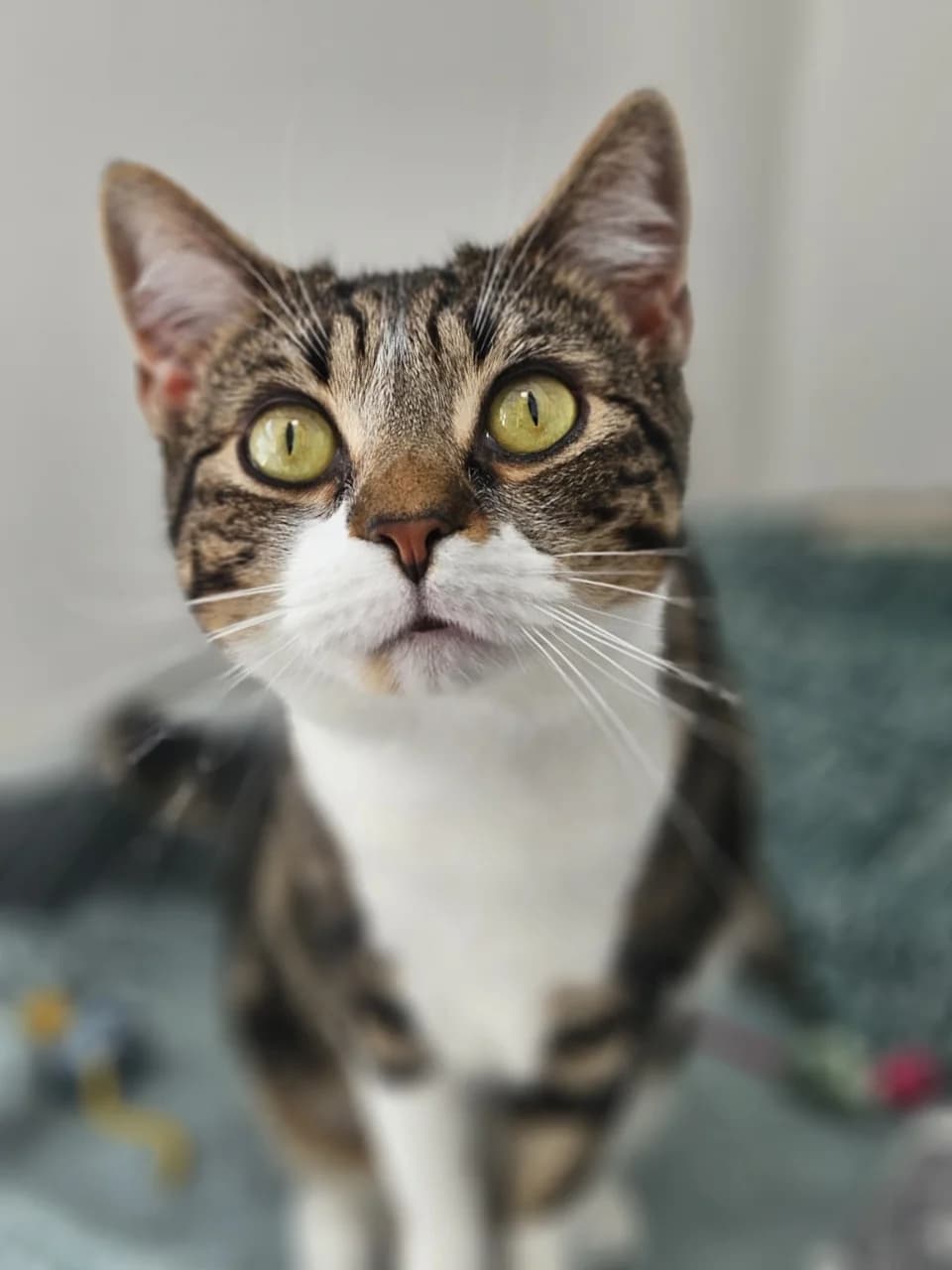 Misha, female Mixed Breed for adoption at Liverpool