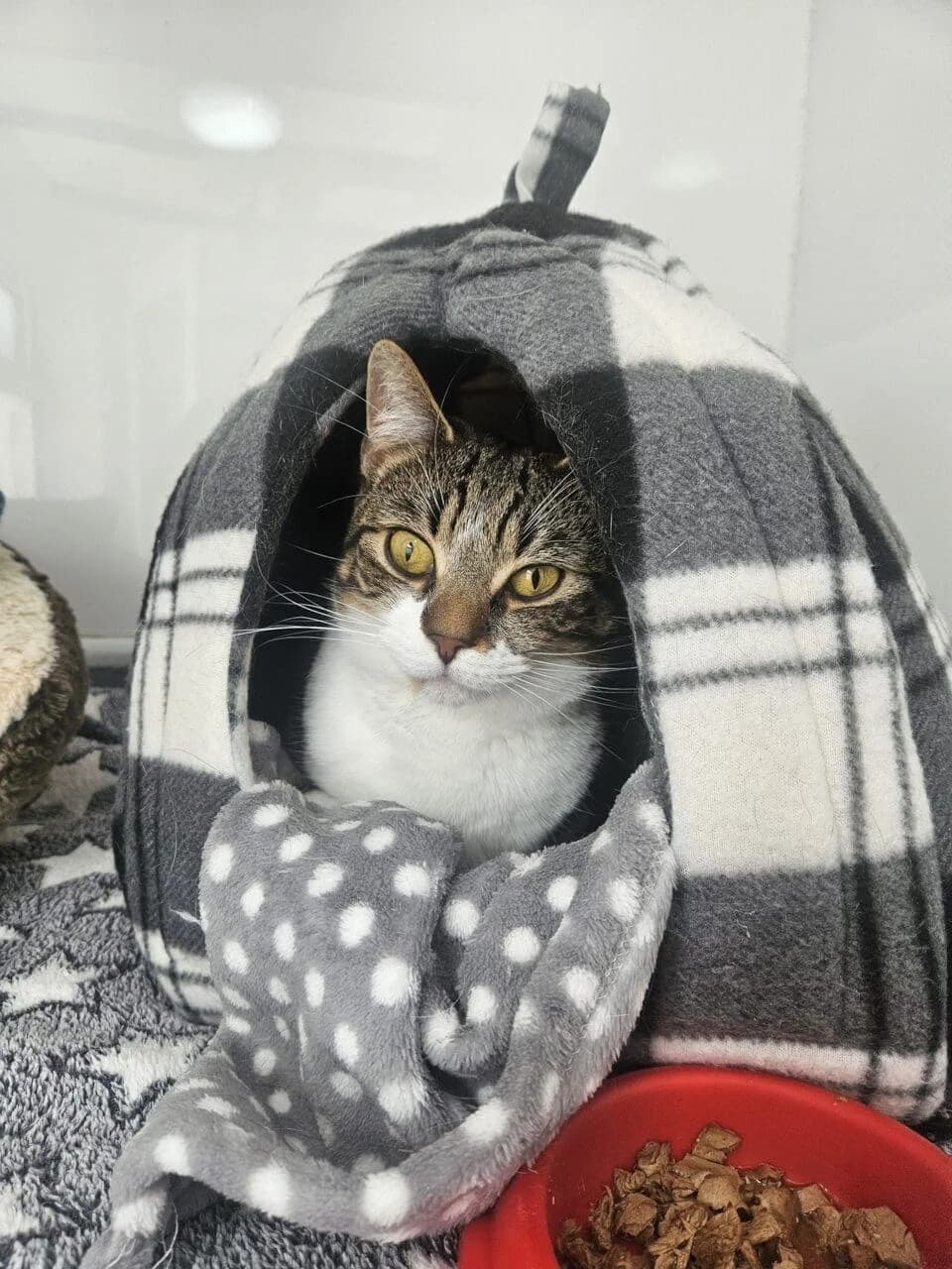 Misha, female Mixed Breed for adoption at Freshfields Animal Rescue, Liverpool photo 3