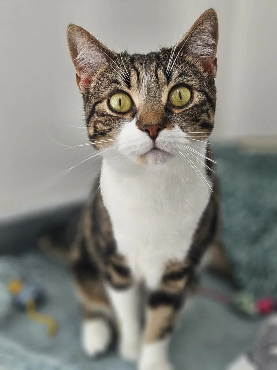 Misha, female Mixed Breed for adoption at Freshfields Animal Rescue, Liverpool photo 4