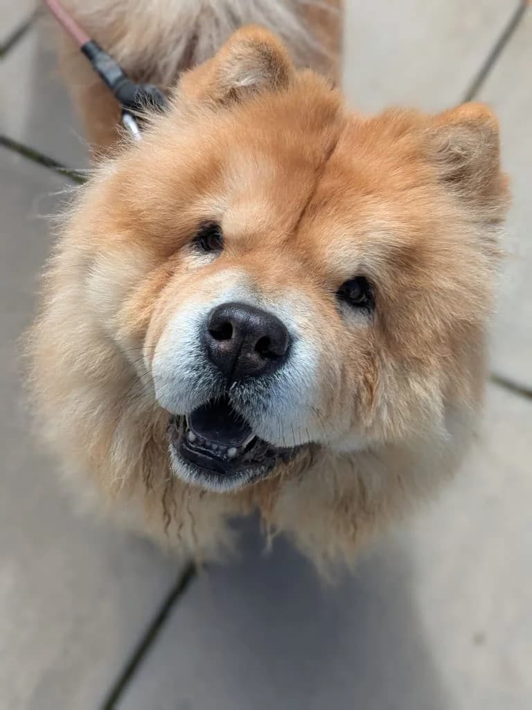Nala, female 3yo Mixed Breed for adoption at Freshfields Animal Rescue, Liverpool