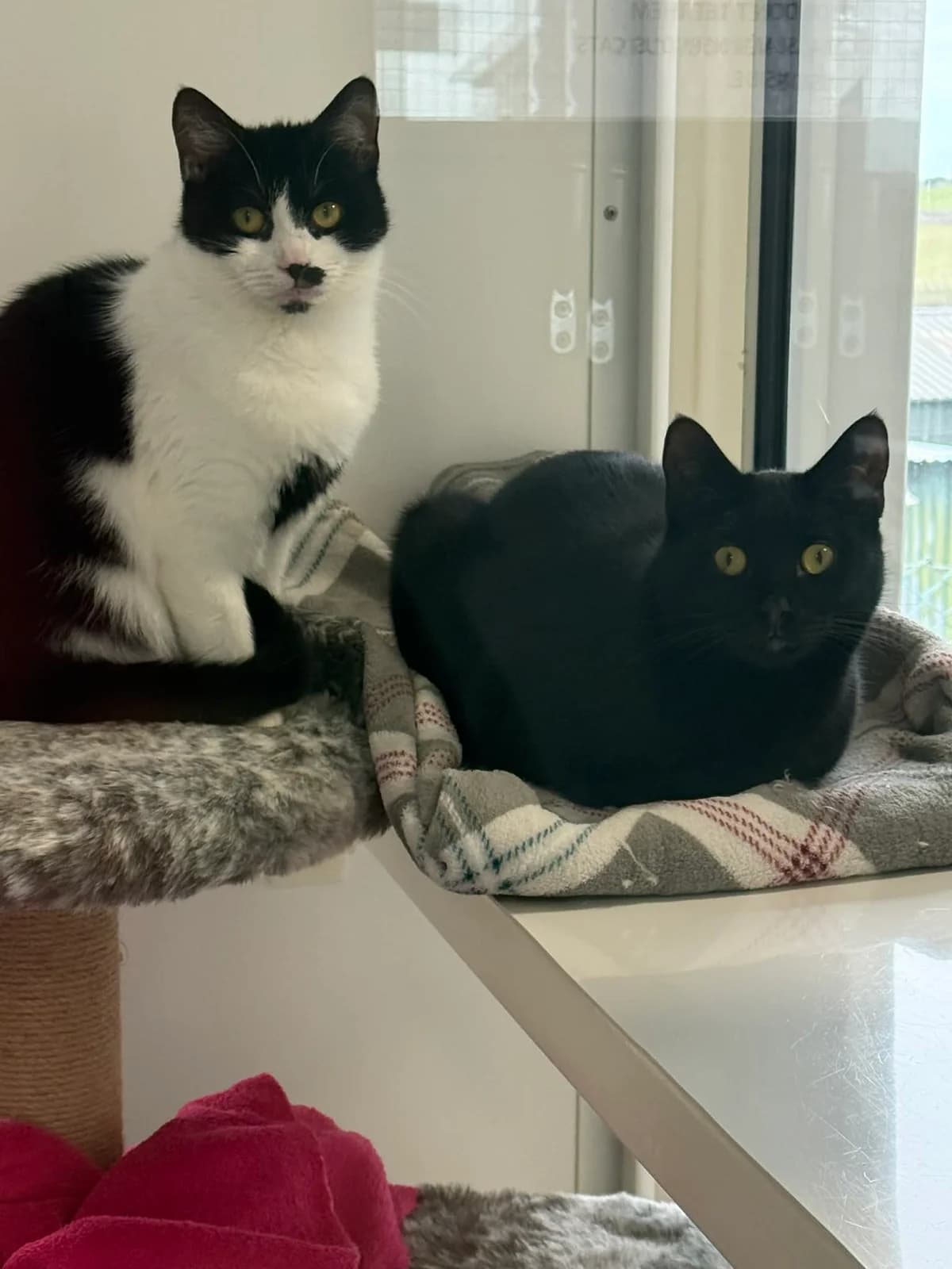 Neo & Natasha, female young Mixed Breed for adoption at Freshfields Animal Rescue, Liverpool