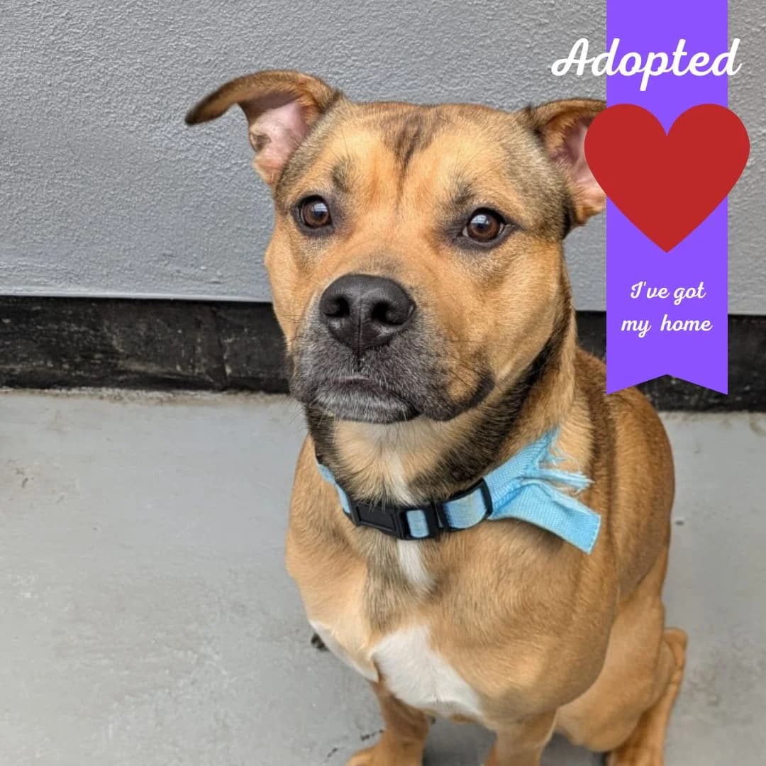 Nico, male puppy Mixed Breed for adoption at Freshfields Animal Rescue, Liverpool