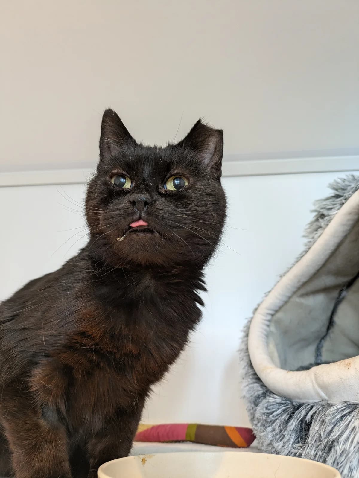 Nova, female 5yo Mixed Breed for adoption at Freshfields Animal Rescue, Liverpool