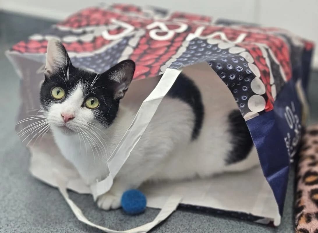 Patty, female Mixed Breed for adoption at Liverpool