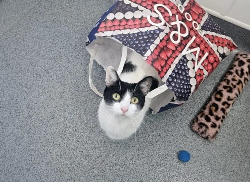 Patty, female Mixed Breed for adoption at Freshfields Animal Rescue, Liverpool photo 2