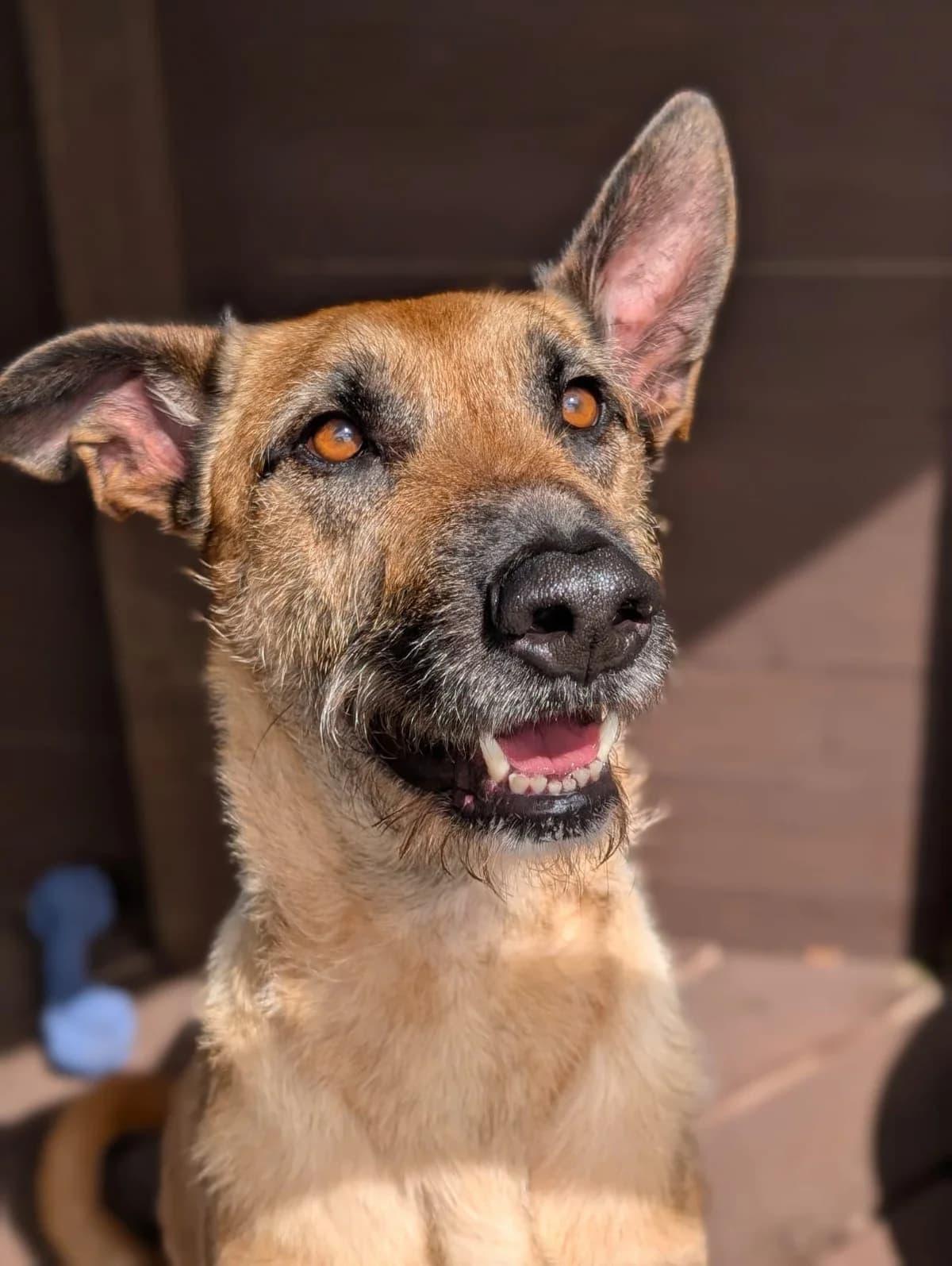 Pedro, male senior Mixed Breed for adoption at Freshfields Animal Rescue, Liverpool