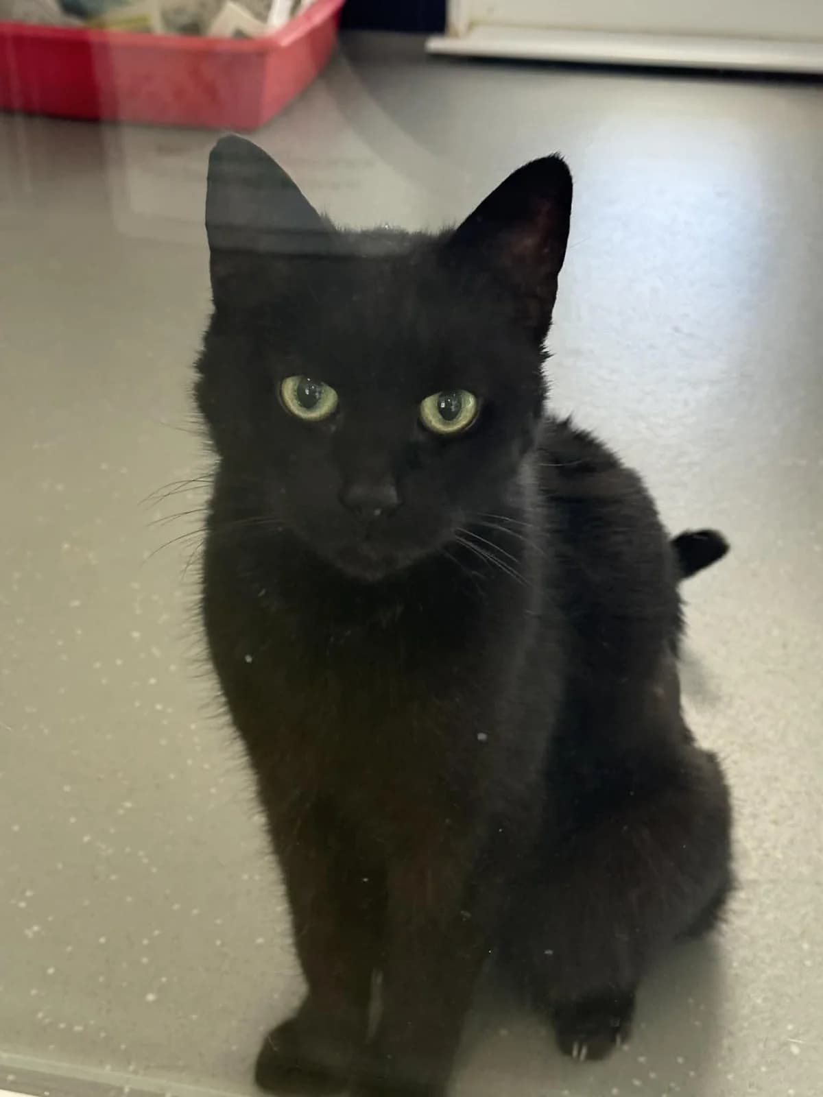 Penny, female 7yo Mixed Breed for adoption at Freshfields Animal Rescue, Liverpool