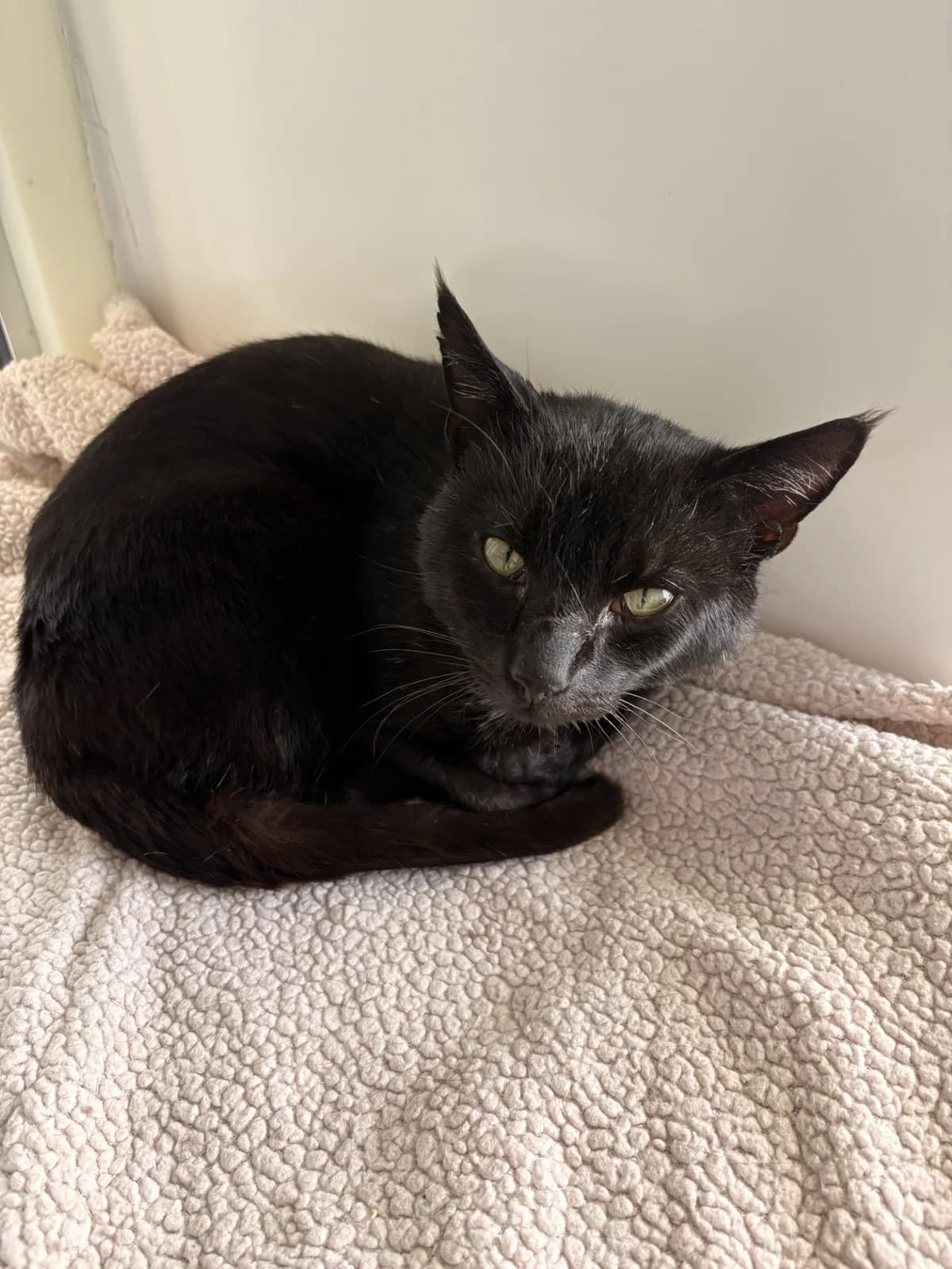 Phoenix, female 3yo Mixed Breed for adoption at Freshfields Animal Rescue, Liverpool