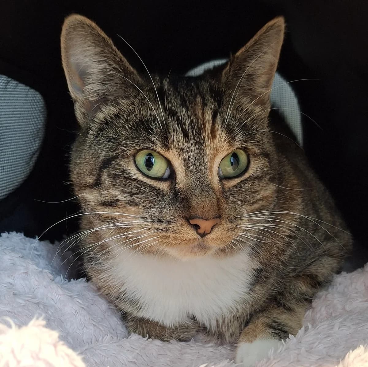 Pippa, female 3yo Mixed Breed for adoption at Freshfields Animal Rescue, Liverpool