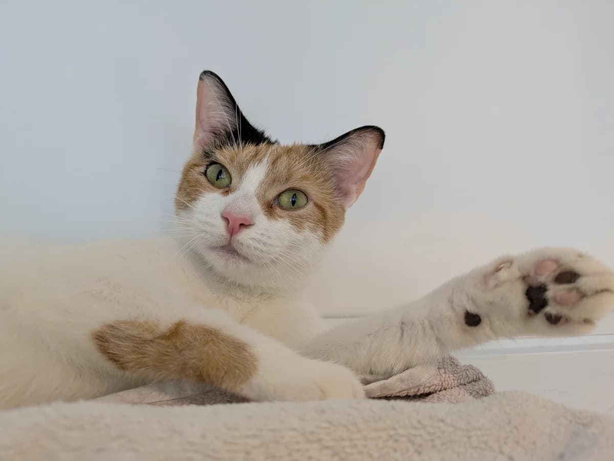Harper, female young Mixed Breed for adoption at Freshfields Animal Rescue, Liverpool