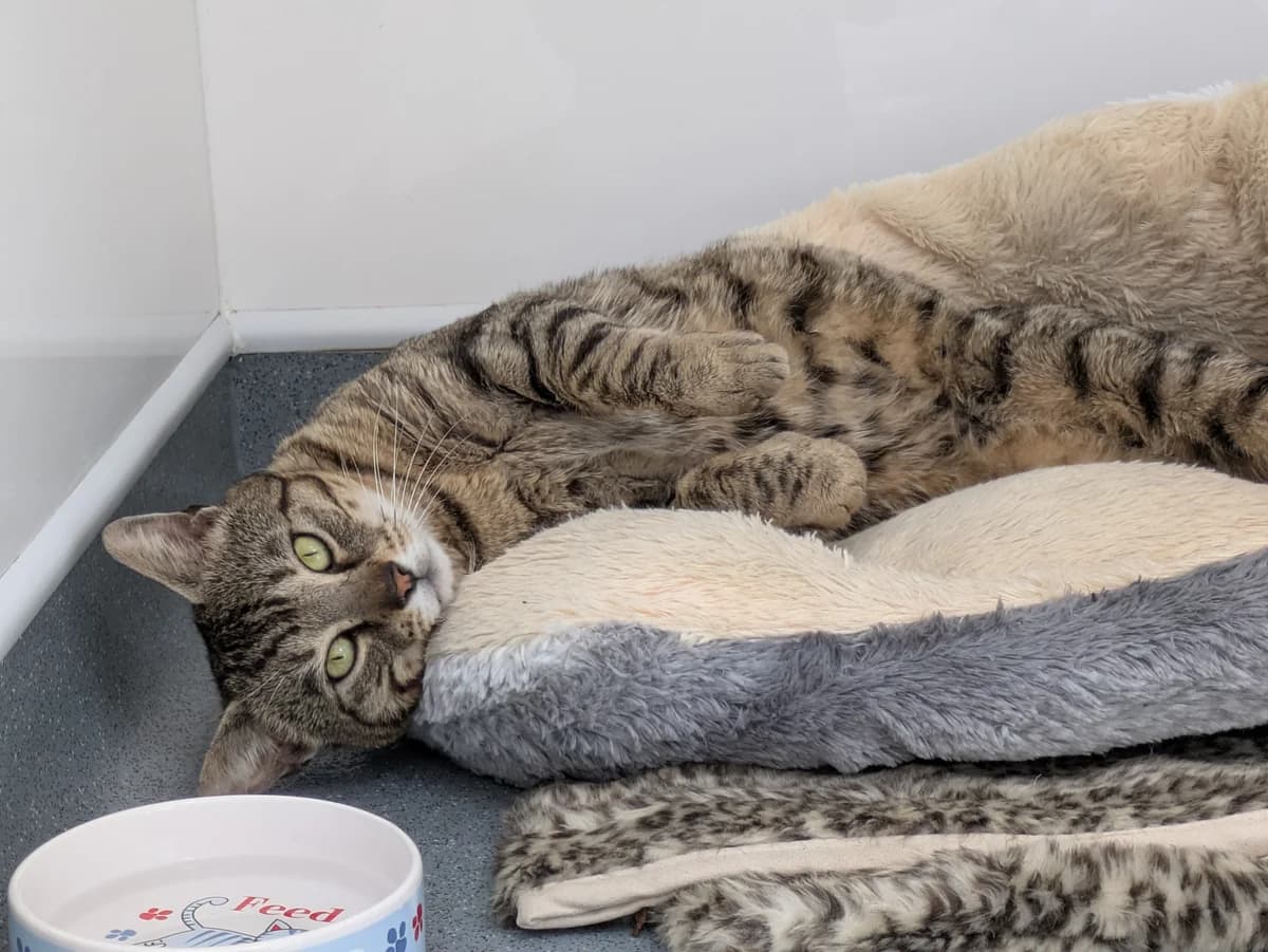 Preston, male 4yo Mixed Breed for adoption at Freshfields Animal Rescue, Liverpool