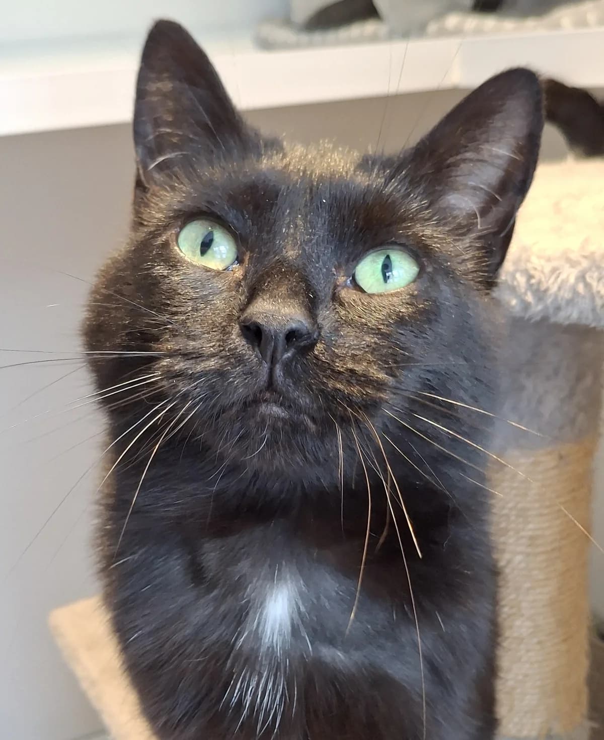 Rosie, female 7yo Mixed Breed for adoption at Freshfields Animal Rescue, Liverpool