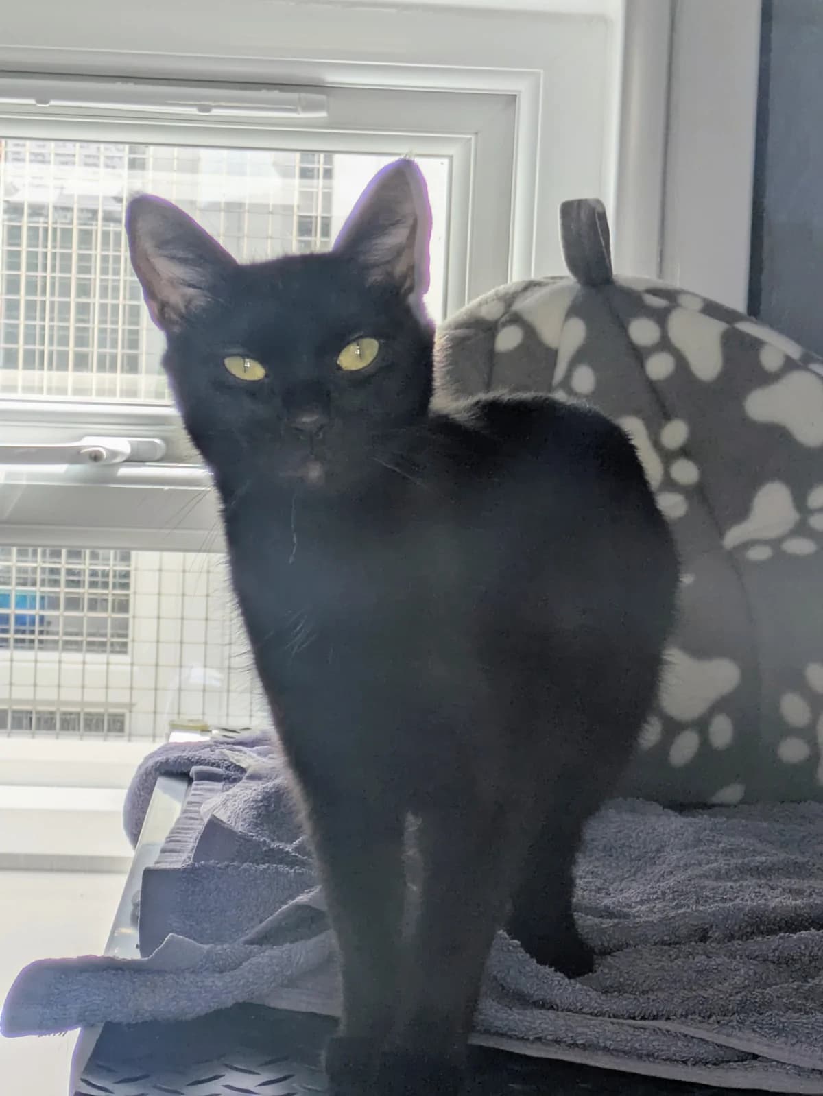 Rumi, female young Mixed Breed for adoption at Freshfields Animal Rescue, Liverpool