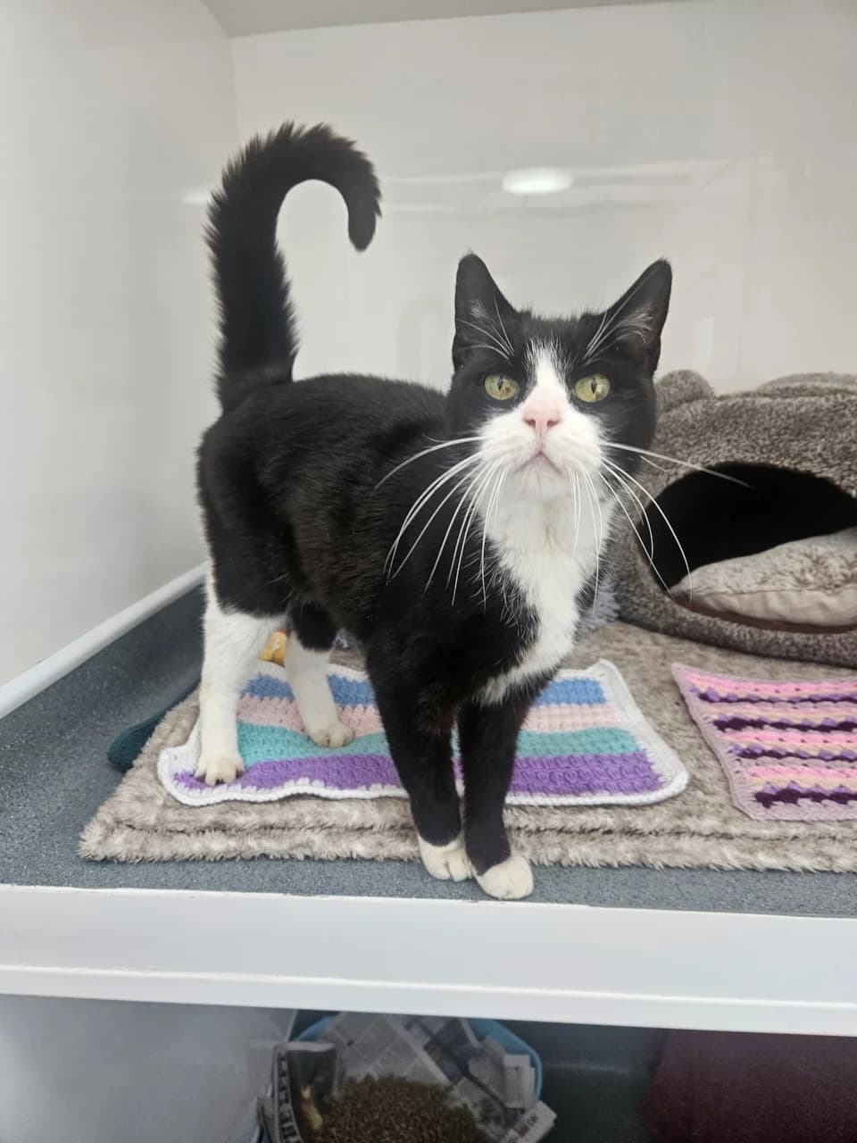 Rupert, male senior Mixed Breed for adoption at Freshfields Animal Rescue, Liverpool