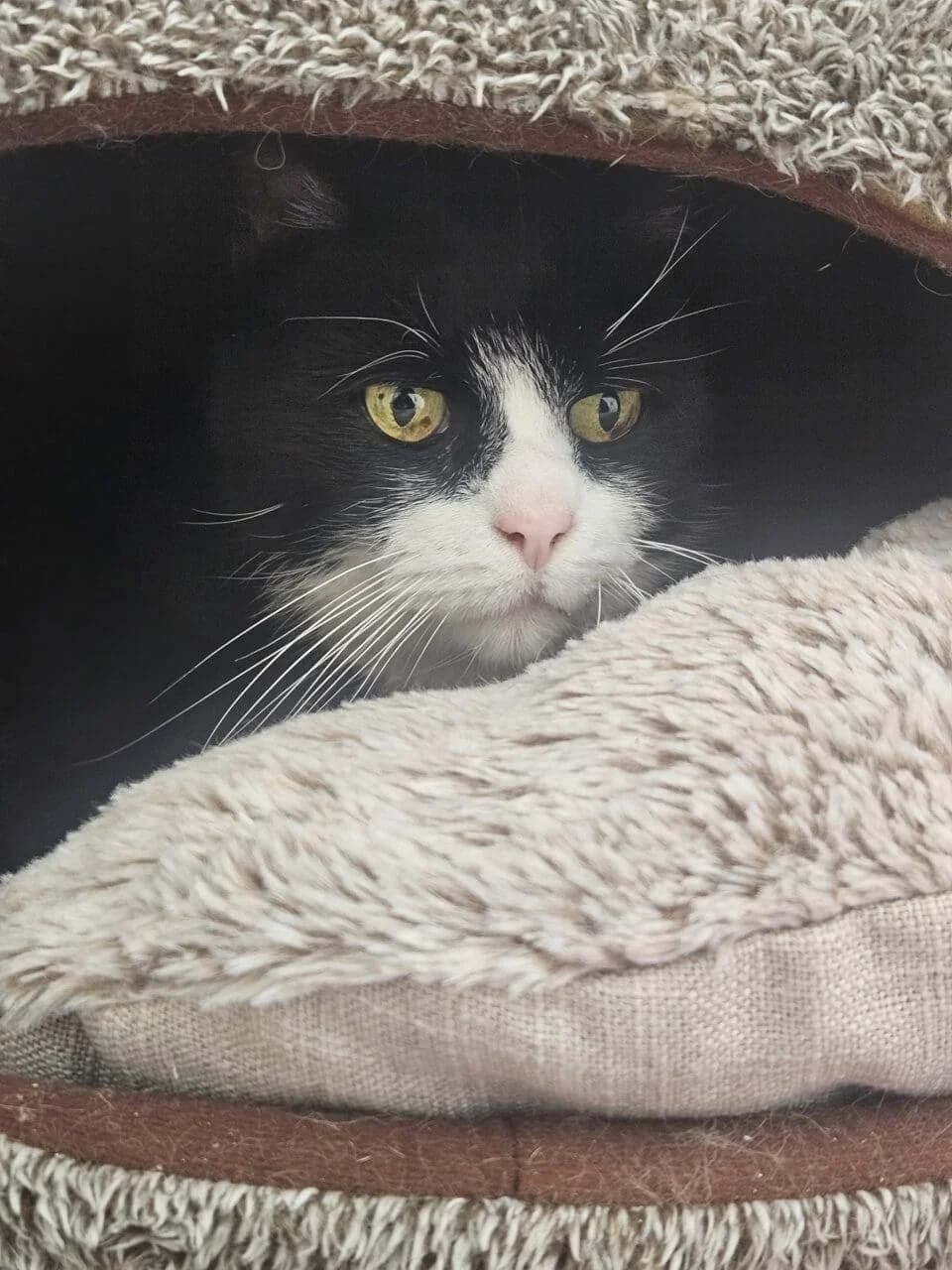 Rupert, male Mixed Breed for adoption at Freshfields Animal Rescue, Liverpool photo 3