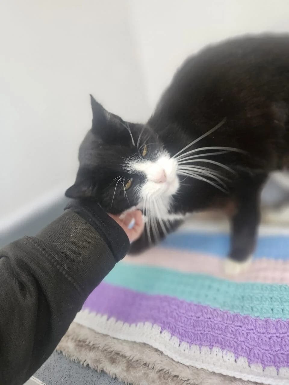 Rupert, male Mixed Breed for adoption at Freshfields Animal Rescue, Liverpool photo 4