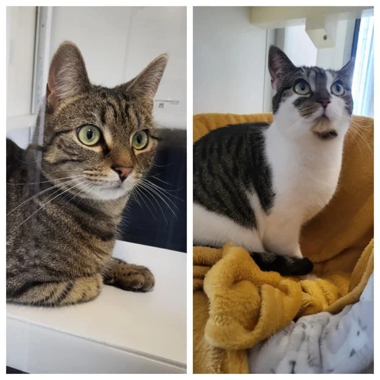 Silas & Dottie, female young Mixed Breed for adoption at Freshfields Animal Rescue, Liverpool