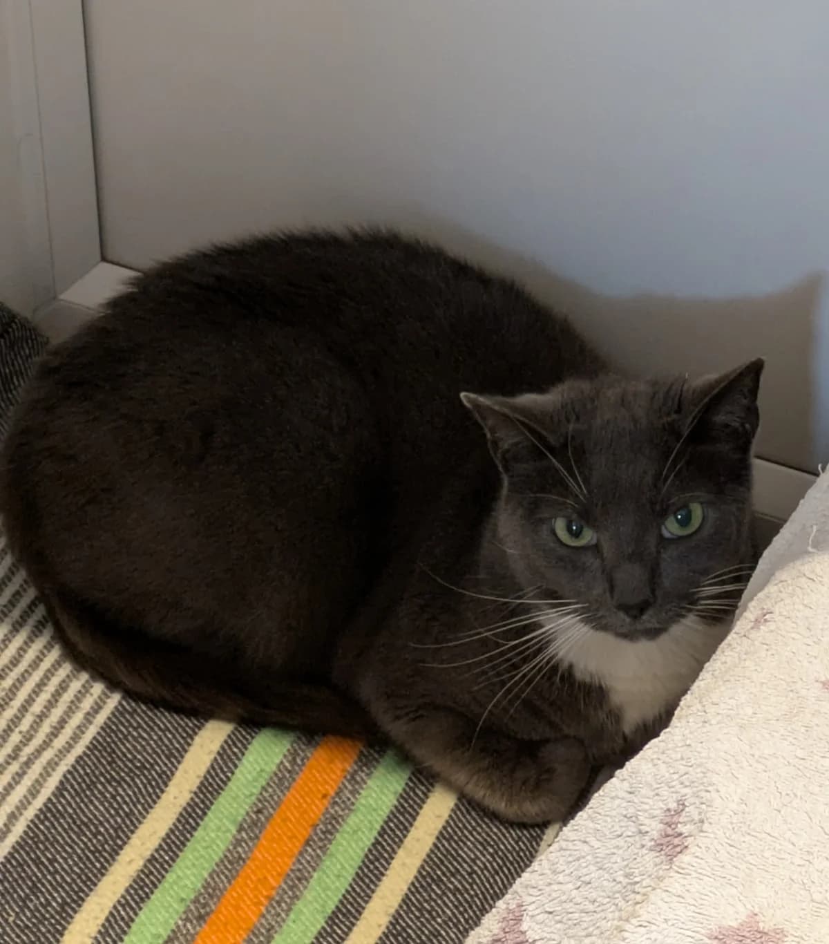 Silva, male 7yo Mixed Breed for adoption at Freshfields Animal Rescue, Liverpool