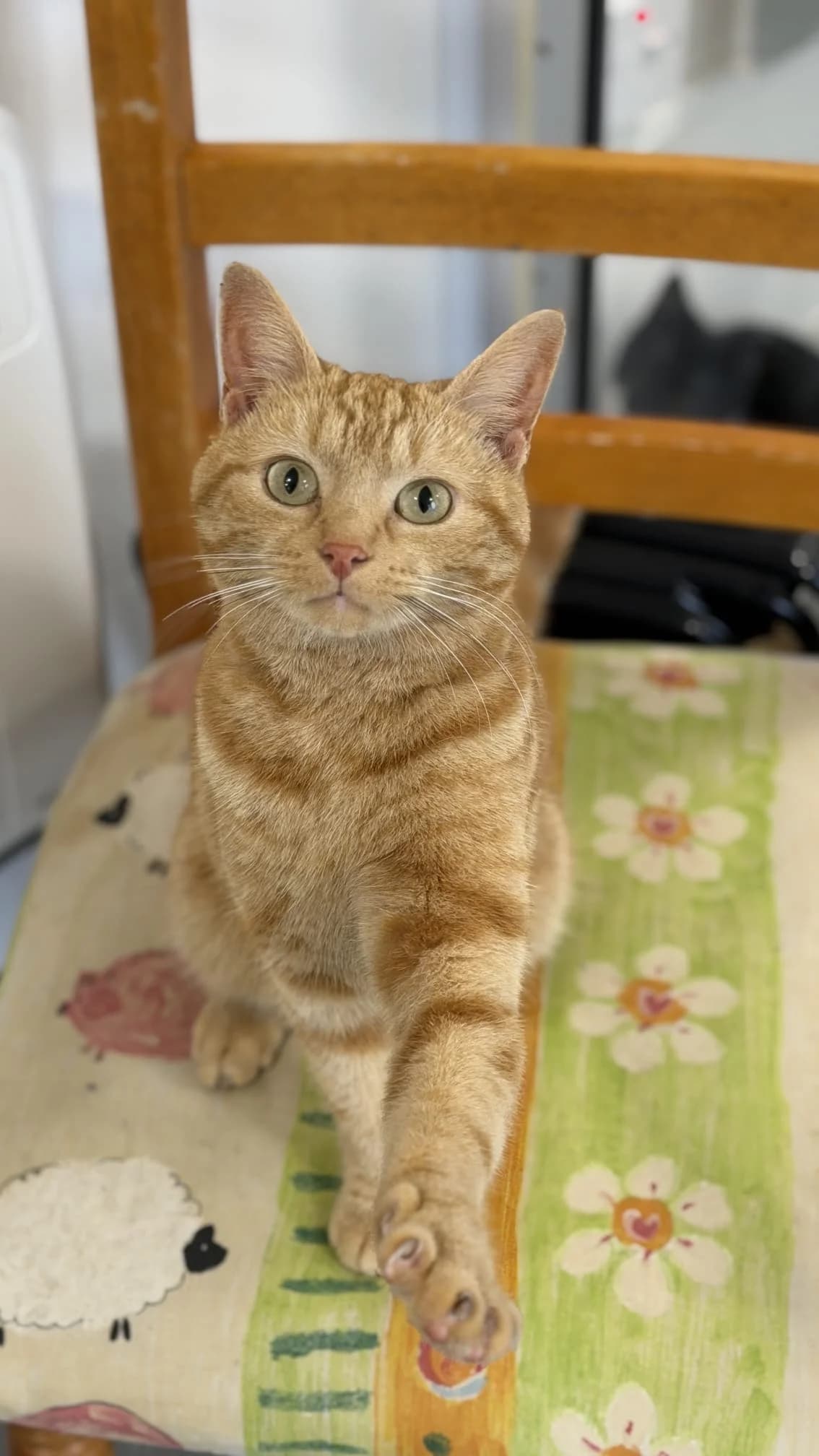 Simba, male 3yo Mixed Breed for adoption at Freshfields Animal Rescue, Liverpool