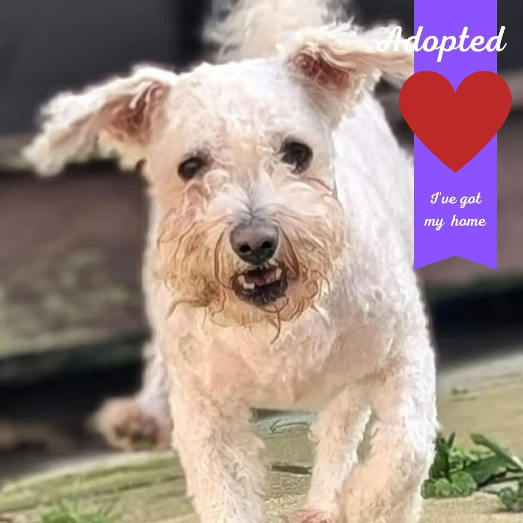 Snuffles, male Mixed Breed for adoption at Freshfields Animal Rescue, Liverpool photo 2