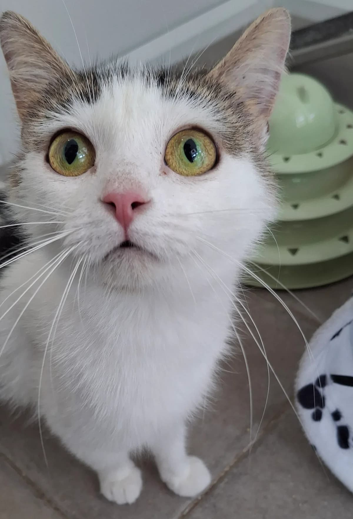 Storm, female young Mixed Breed for adoption at Freshfields Animal Rescue, Liverpool