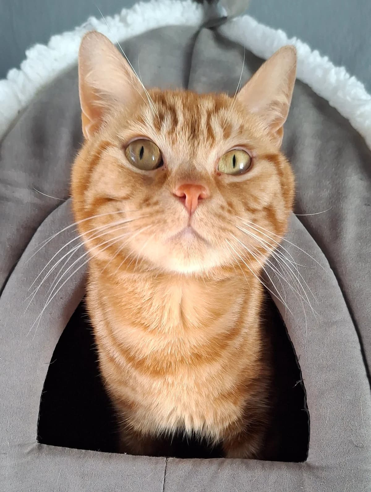 Tango, male young Mixed Breed for adoption at Freshfields Animal Rescue, Liverpool