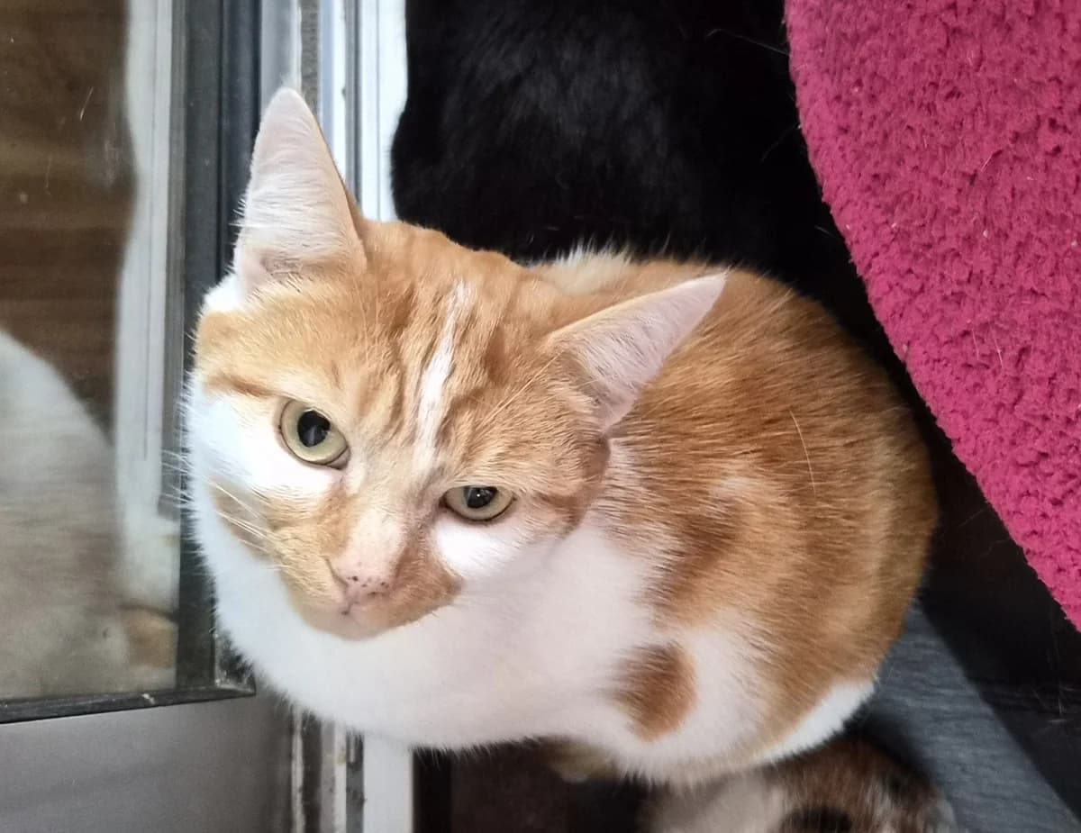 Taz, male 3yo Mixed Breed for adoption at Freshfields Animal Rescue, Liverpool