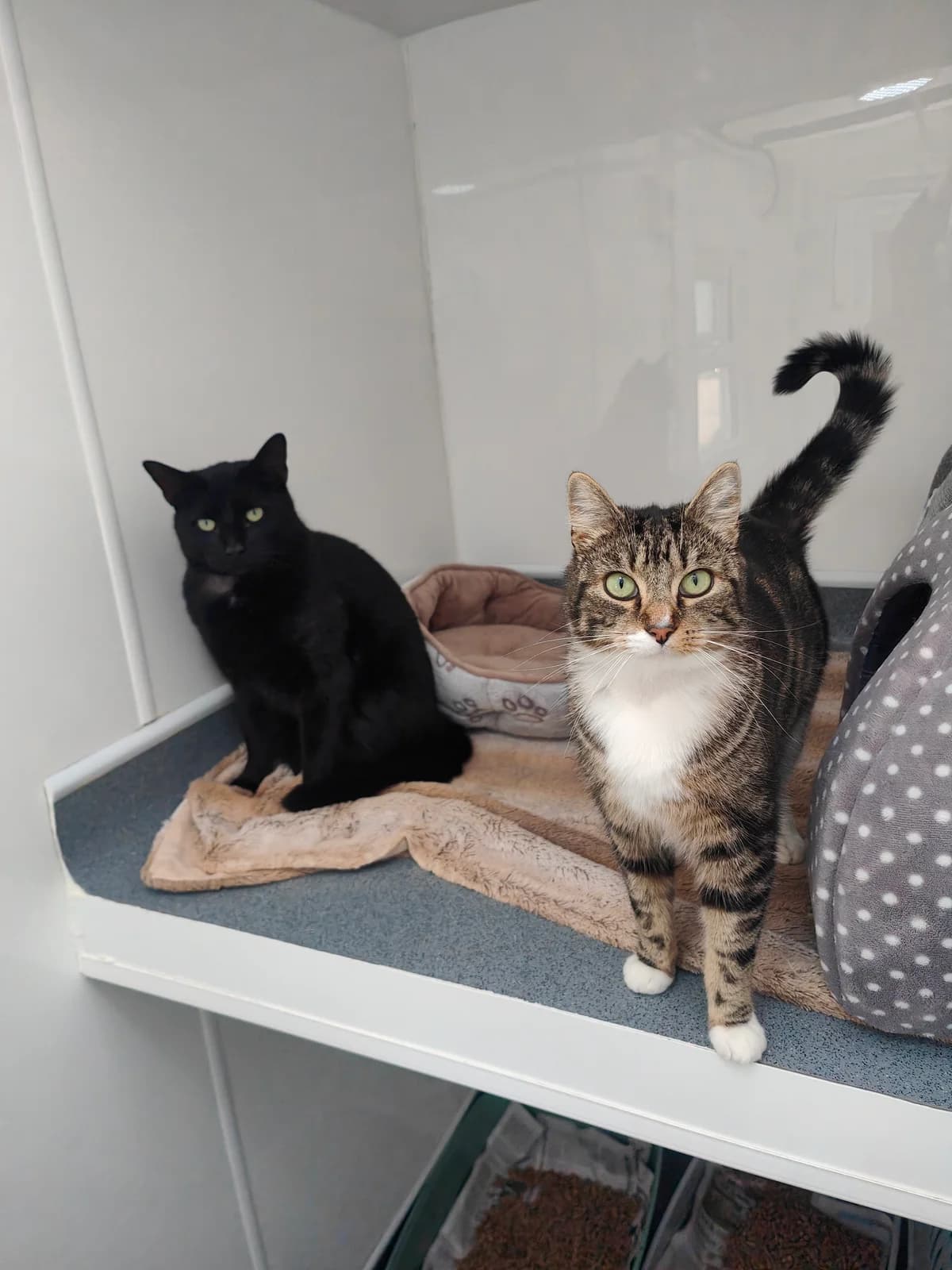 Thomas & Shadow, male young Mixed Breed for adoption at Freshfields Animal Rescue, Liverpool