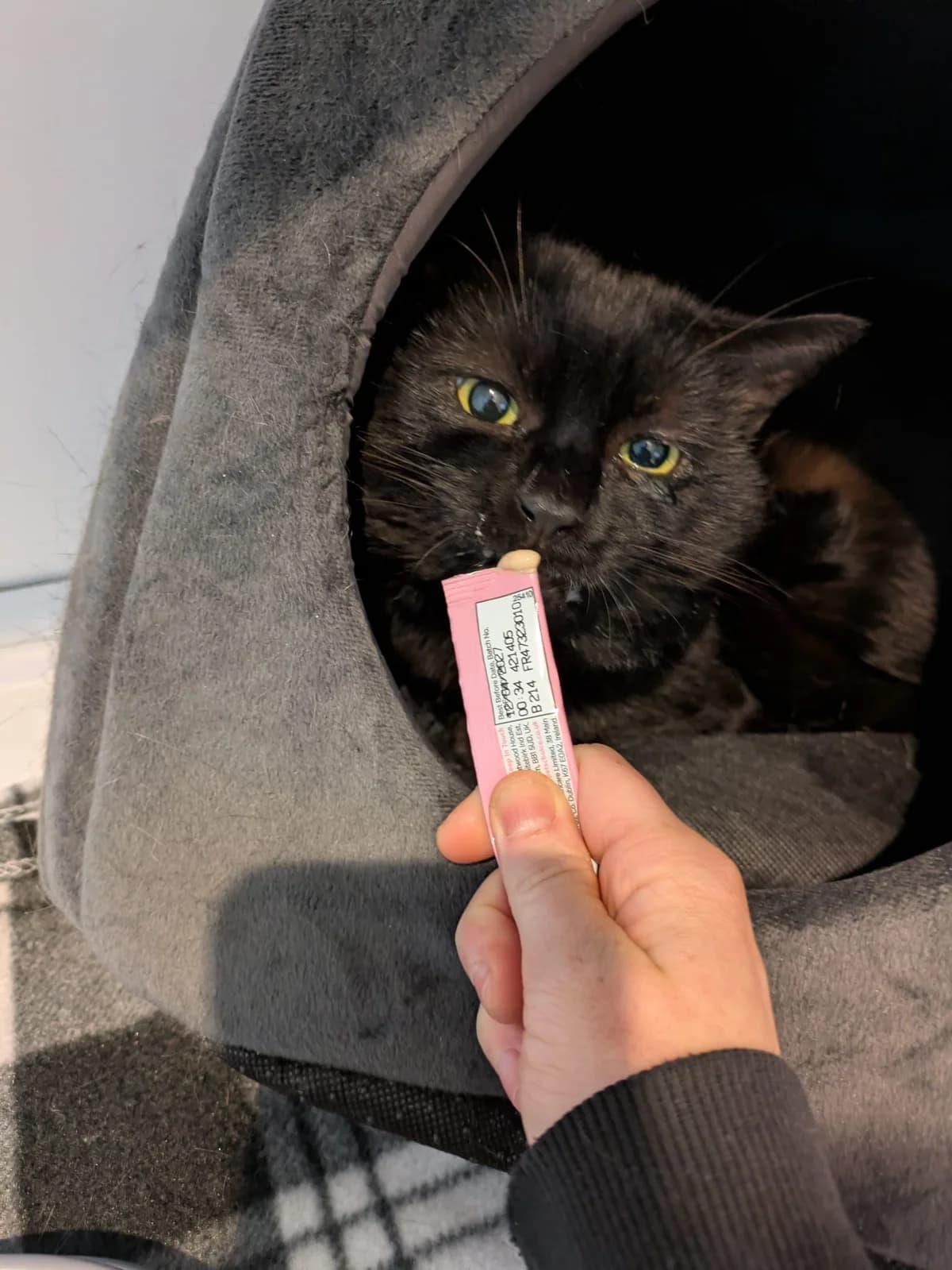 Tiger, male 5yo Mixed Breed for adoption at Freshfields Animal Rescue, Liverpool