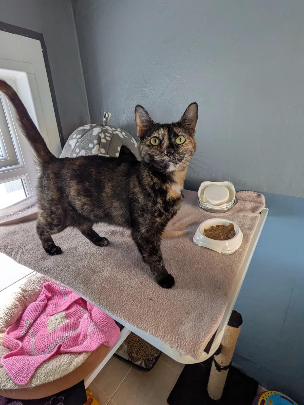 Tinks, female 5yo Mixed Breed for adoption at Freshfields Animal Rescue, Liverpool