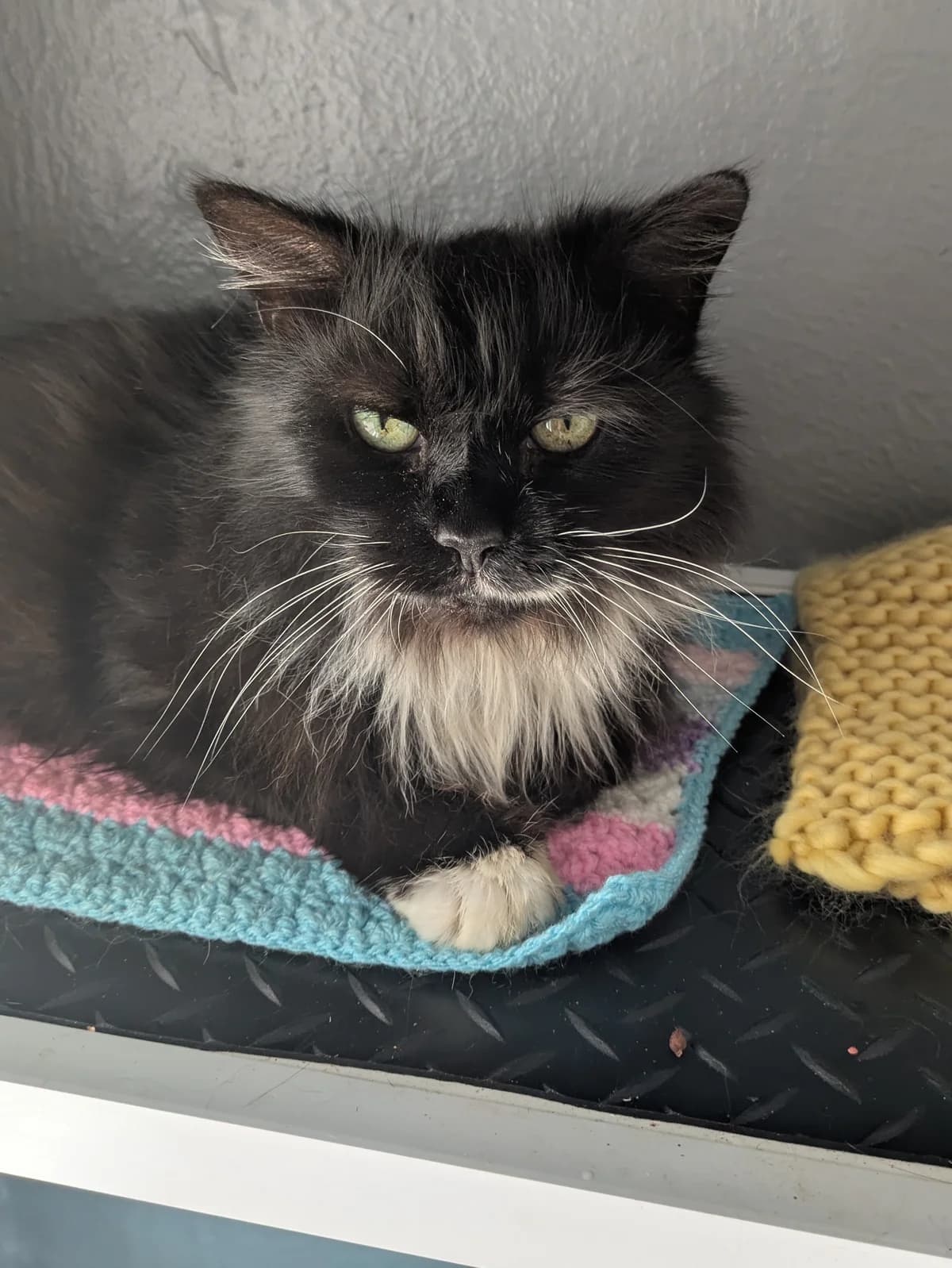Tippy, Mixed Breed (Freshfields Animal Rescue)