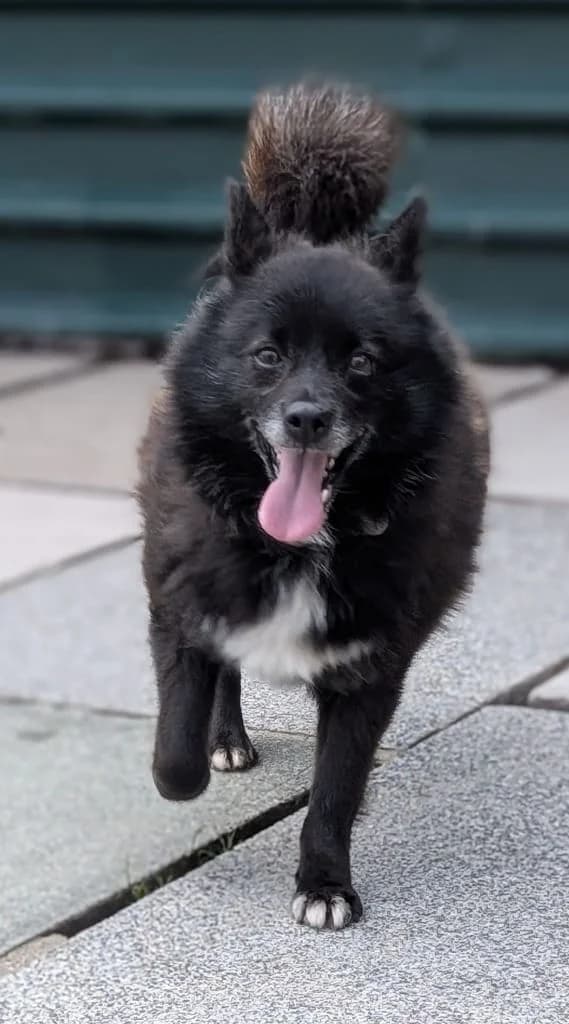 Whitney, female Mixed Breed for adoption at Freshfields Animal Rescue, Liverpool