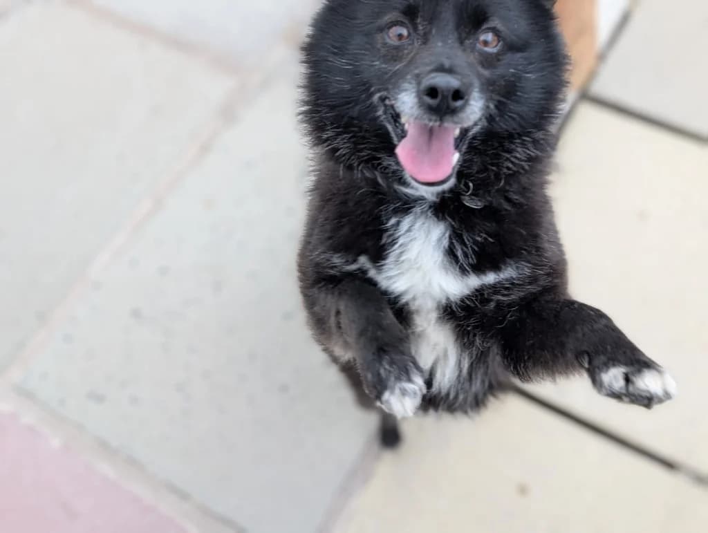 Whitney, female Mixed Breed for adoption at Freshfields Animal Rescue, Liverpool — photo 2 of 6