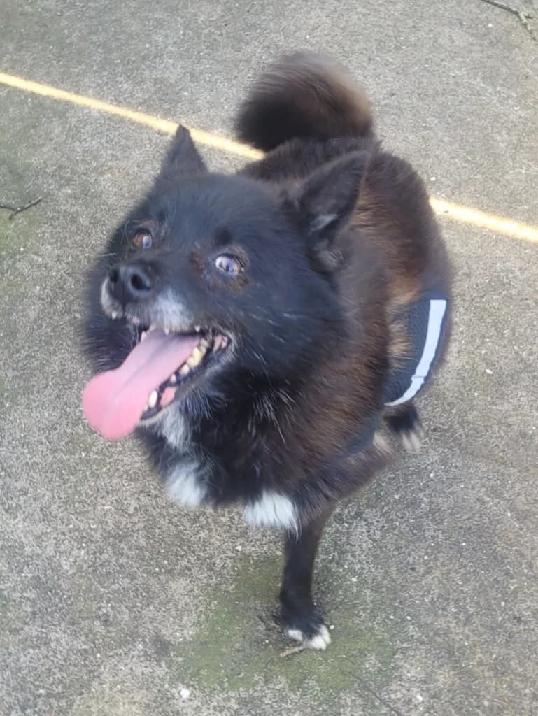 Whitney, female Mixed Breed for adoption at Freshfields Animal Rescue, Liverpool — photo 3 of 6
