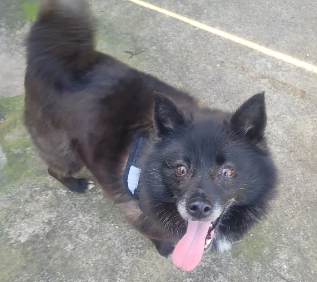 Whitney, female Mixed Breed for adoption at Freshfields Animal Rescue, Liverpool — photo 4 of 6