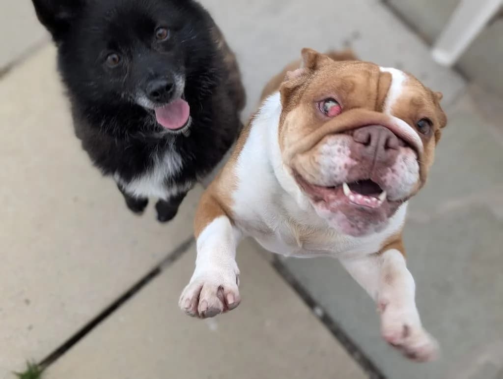 Whitney, female Mixed Breed for adoption at Freshfields Animal Rescue, Liverpool — photo 5 of 6