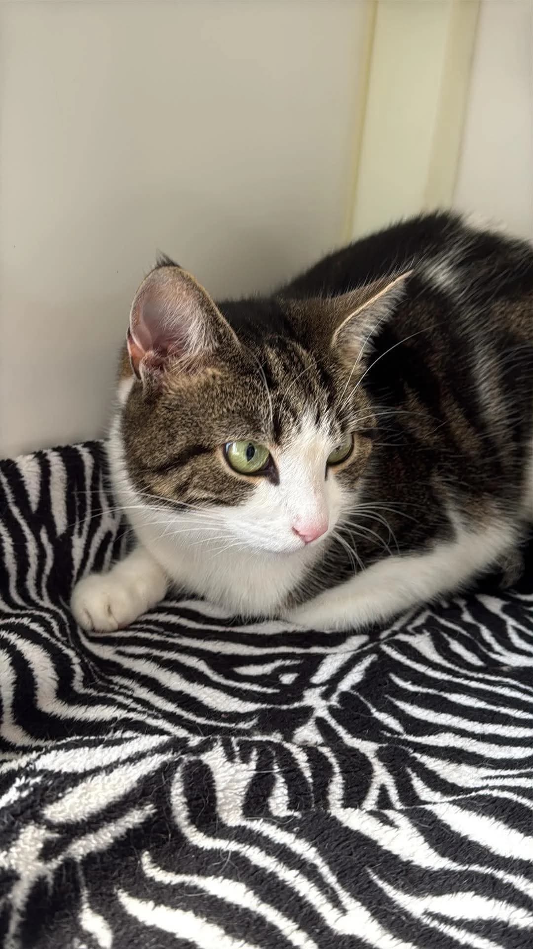 Willow, female 3yo Mixed Breed for adoption at Freshfields Animal Rescue, Liverpool