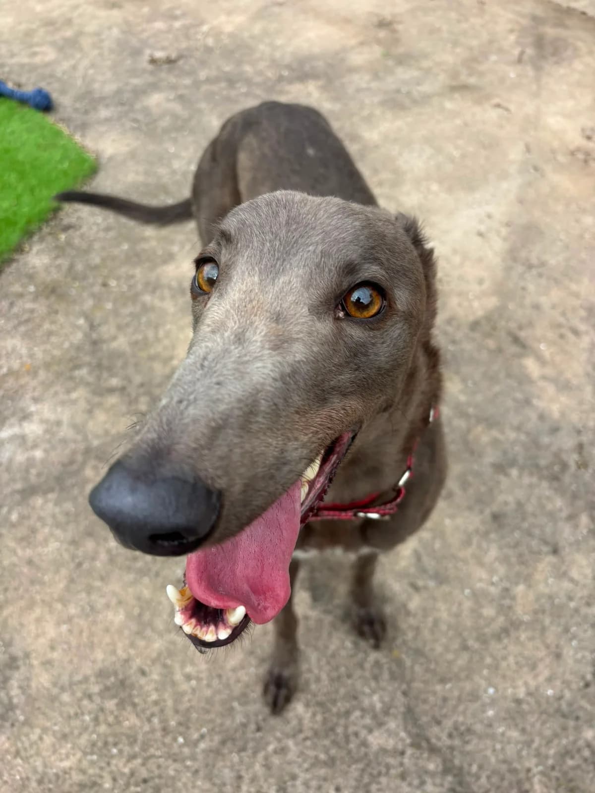 Zuko, male 3yo Mixed Breed for adoption at Freshfields Animal Rescue, Liverpool