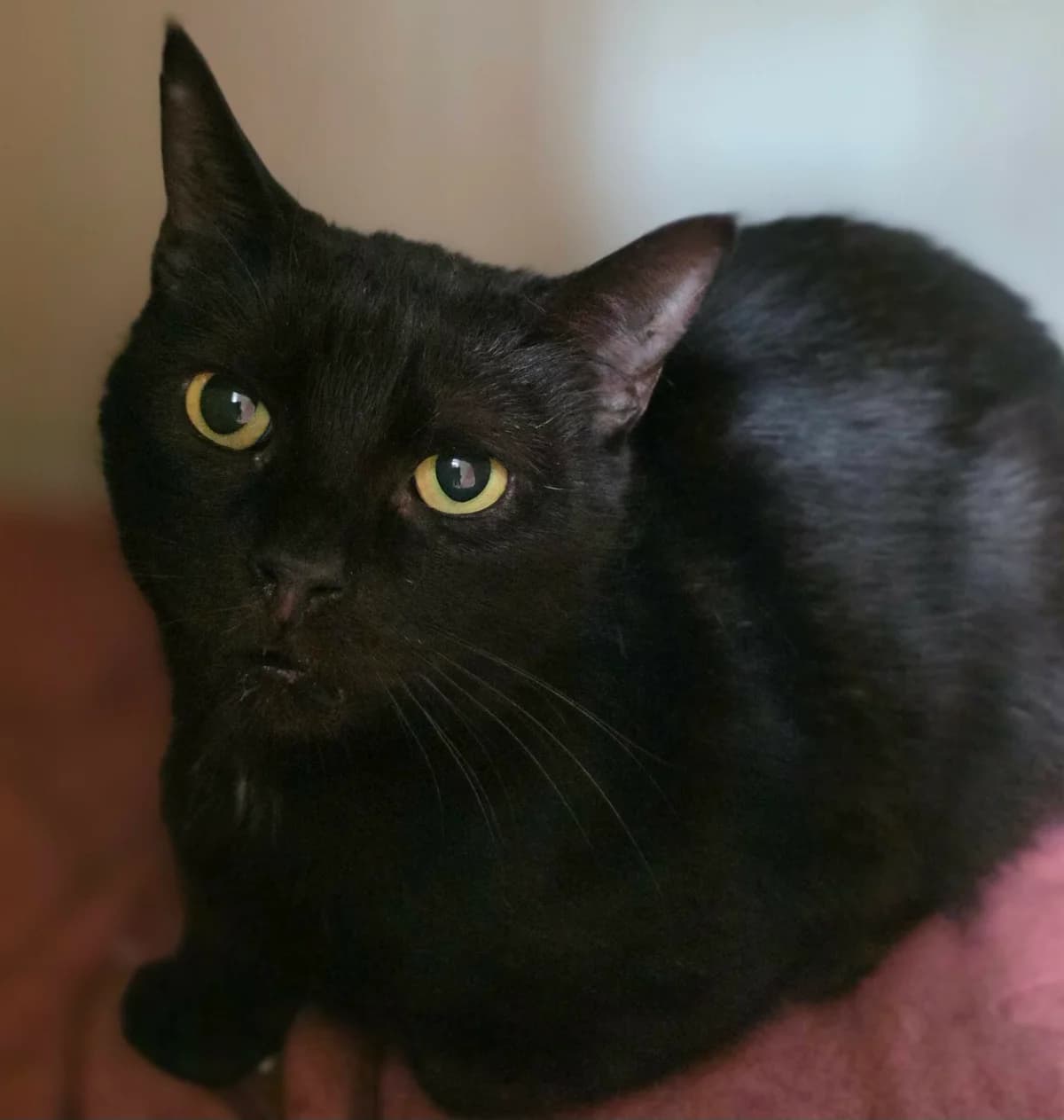 We would love to keep you updated about our work, female 3yo Mixed Breed Cat for adoption at Gables Farm Dogs & Cats Home, Plymouth