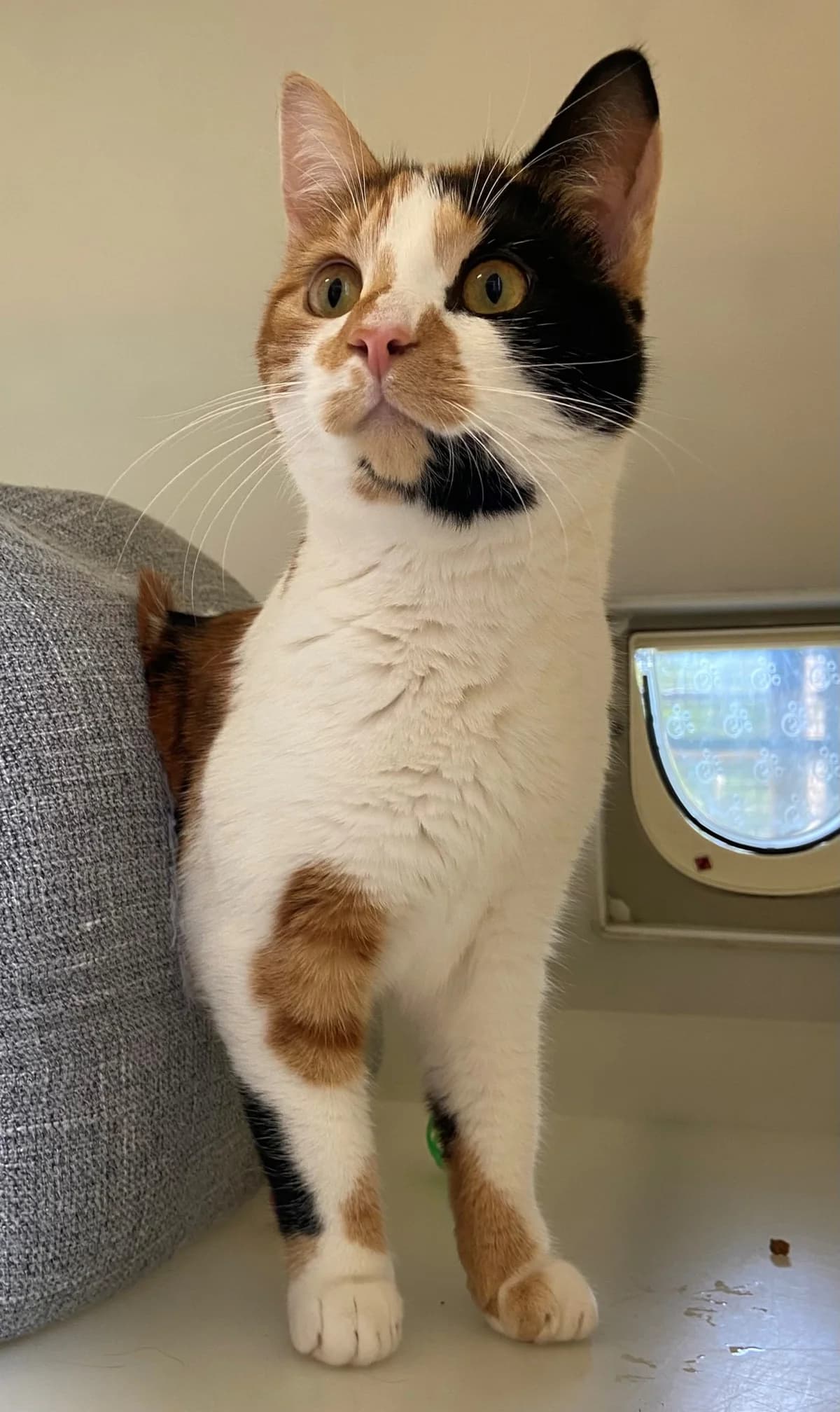 We would love to keep you updated about our work, female senior Mixed Breed Cat for adoption at Gables Farm Dogs & Cats Home, Plymouth