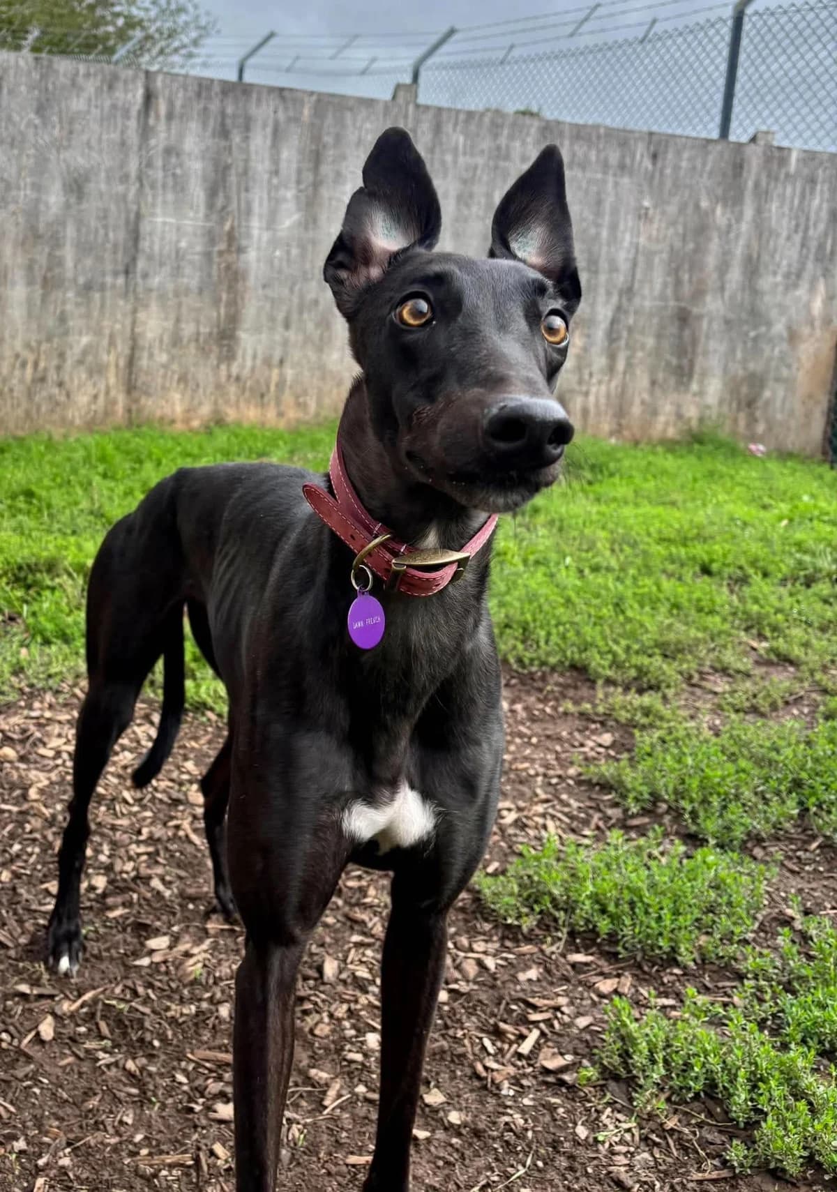 We would love to keep you updated about our work, female Greyhound for adoption at Gables Farm Dogs & Cats Home, Plymouth