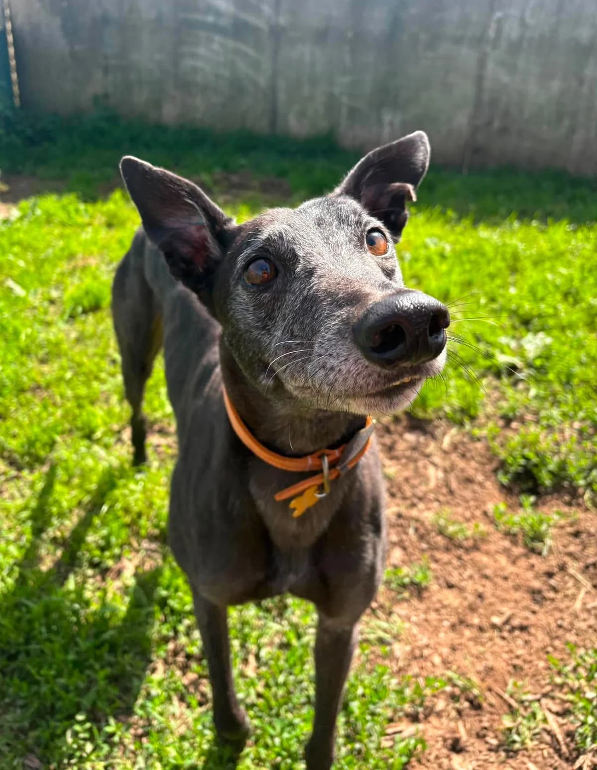 We would love to keep you updated about our work, male 5yo Greyhound for adoption at Gables Farm Dogs & Cats Home, Plymouth