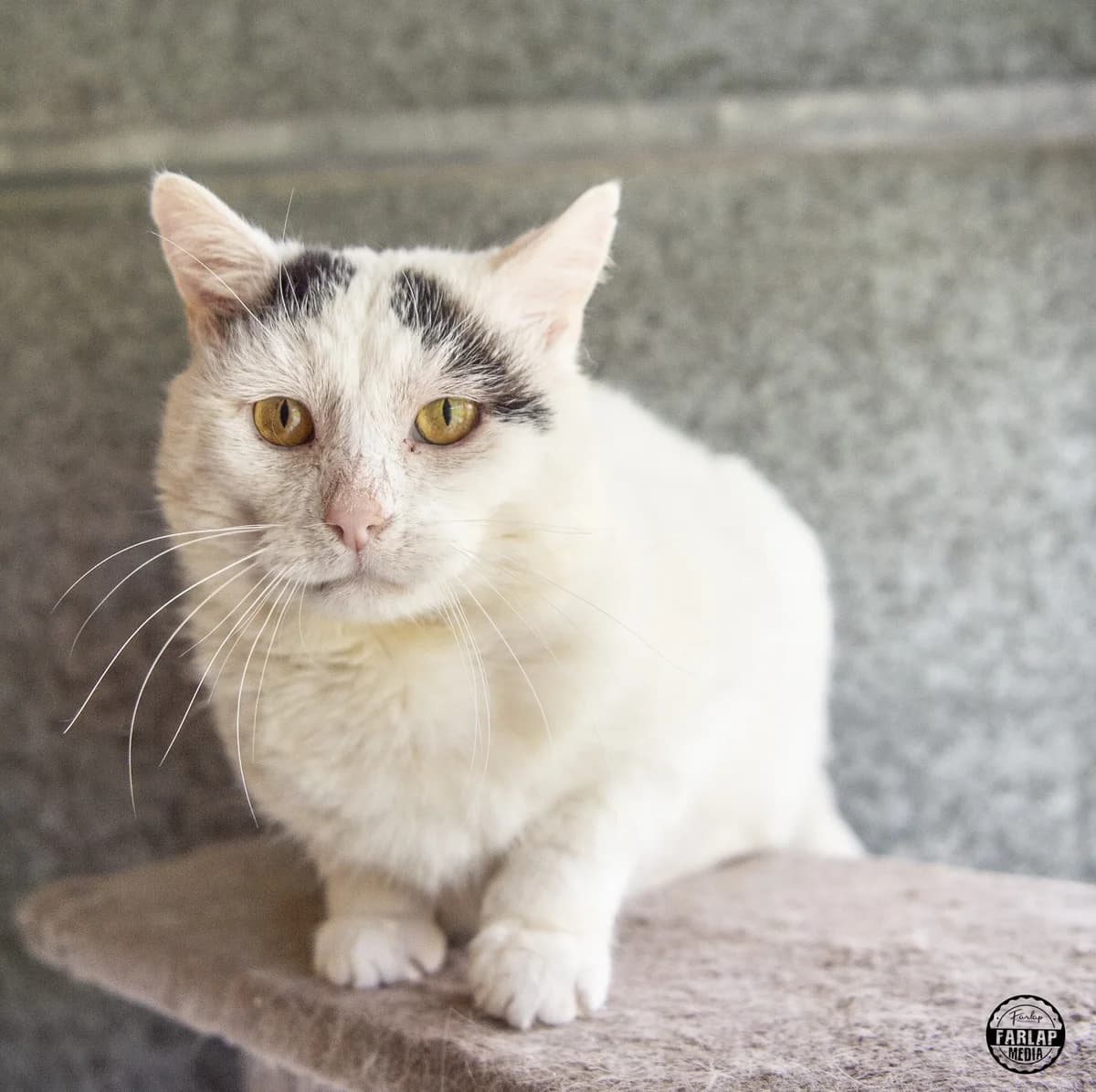 We would love to keep you updated about our work, male senior Mixed Breed Cat for adoption at Gables Farm Dogs & Cats Home, Plymouth