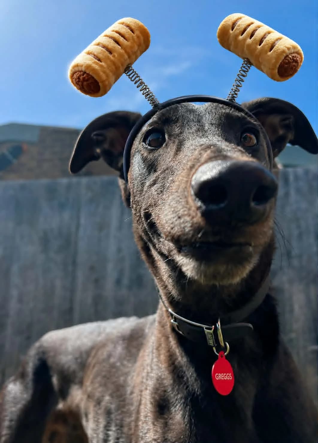 We would love to keep you updated about our work, male 5yo Greyhound for adoption at Gables Farm Dogs & Cats Home, Plymouth