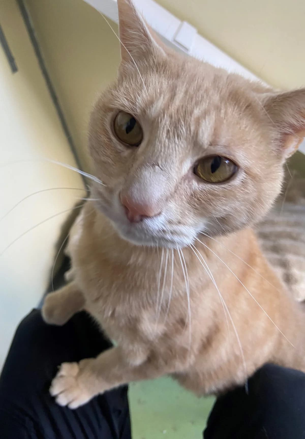 We would love to keep you updated about our work, male senior Mixed Breed Cat for adoption at Gables Farm Dogs & Cats Home, Plymouth
