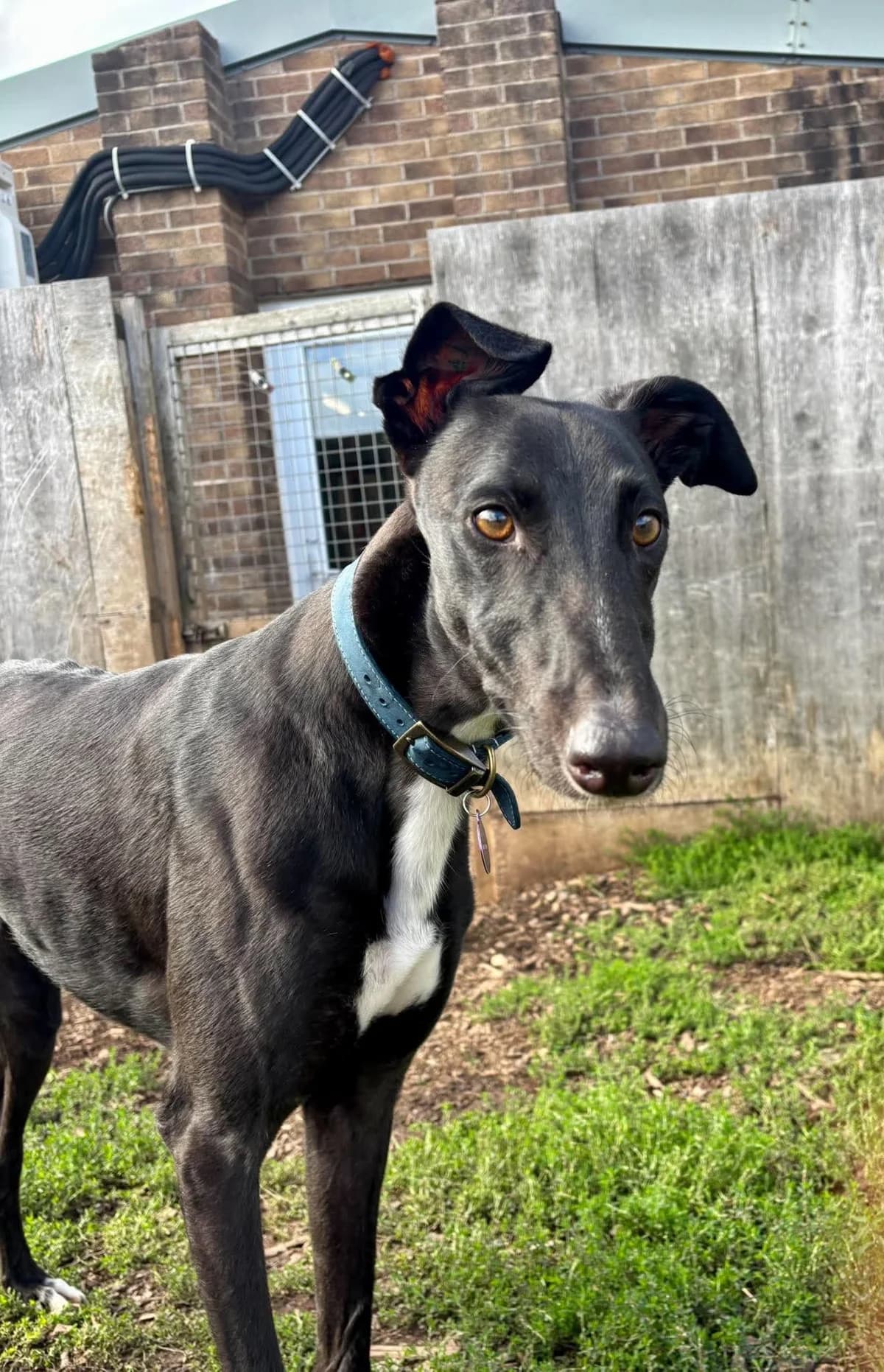 We would love to keep you updated about our work,  Greyhound for adoption at Gables Farm Dogs & Cats Home, Plymouth