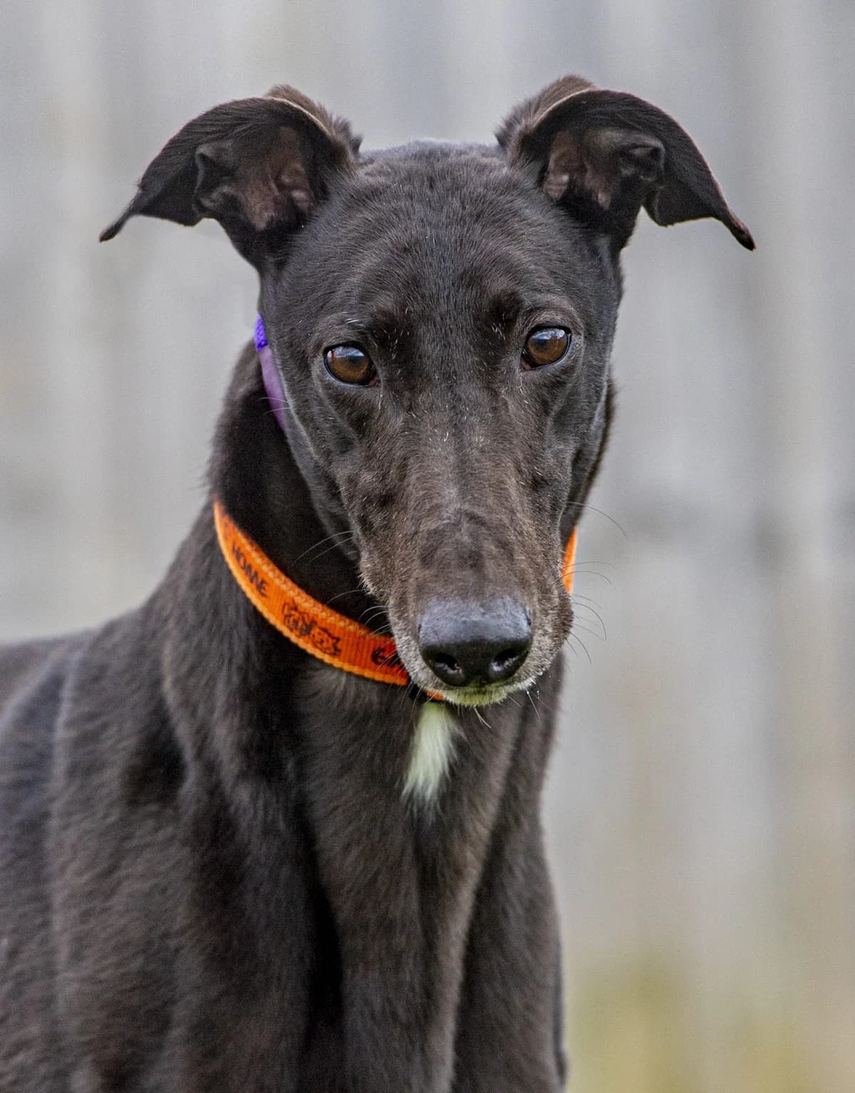 We would love to keep you updated about our work, male 5yo Greyhound for adoption at Gables Farm Dogs & Cats Home, Plymouth