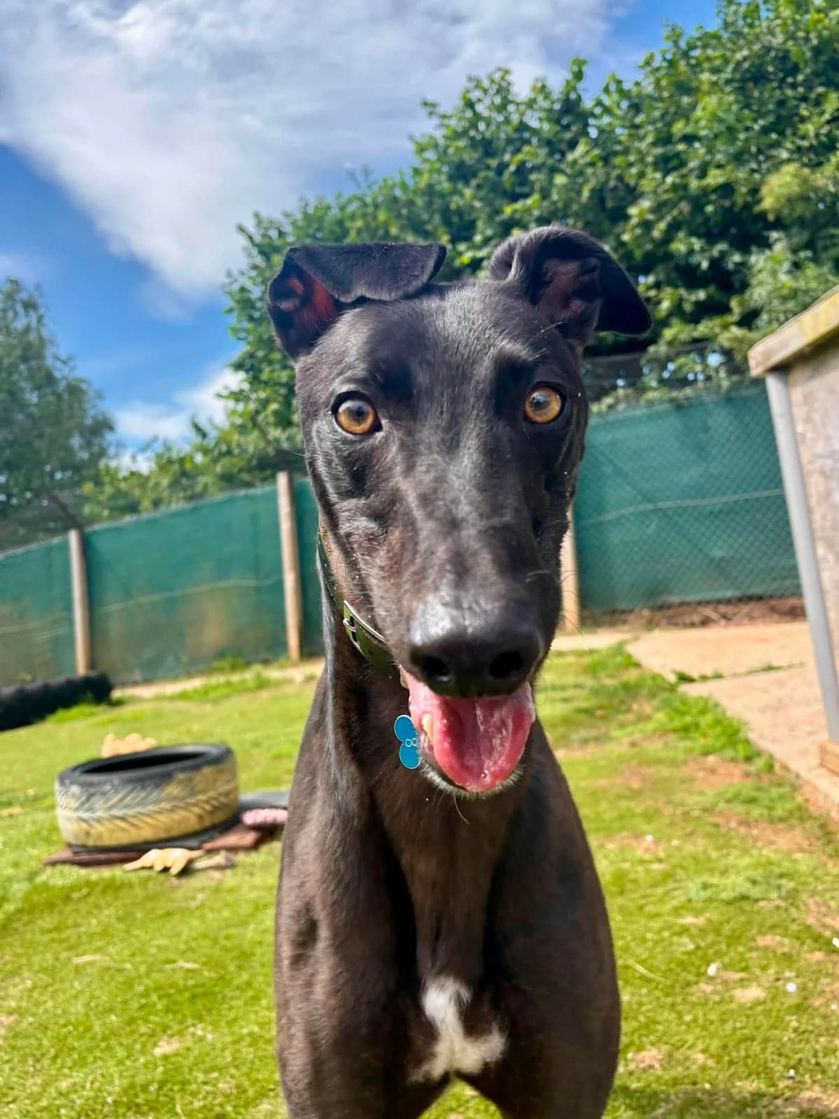 We would love to keep you updated about our work, male 3yo Greyhound for adoption at Gables Farm Dogs & Cats Home, Plymouth